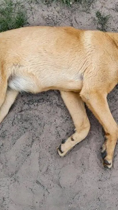 ai character: Strawberry.. But   background