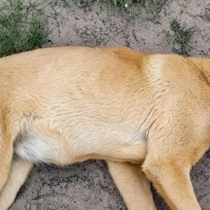 chat with ai character: Strawberry.. But  