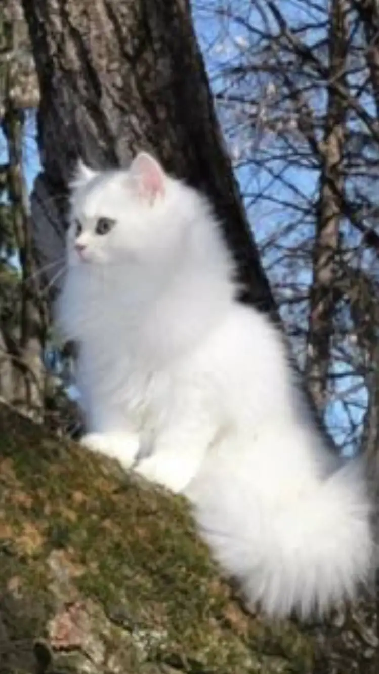 ai character: Whittie.  background