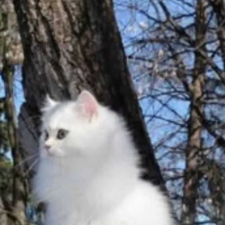 chat with ai character: Whittie. 