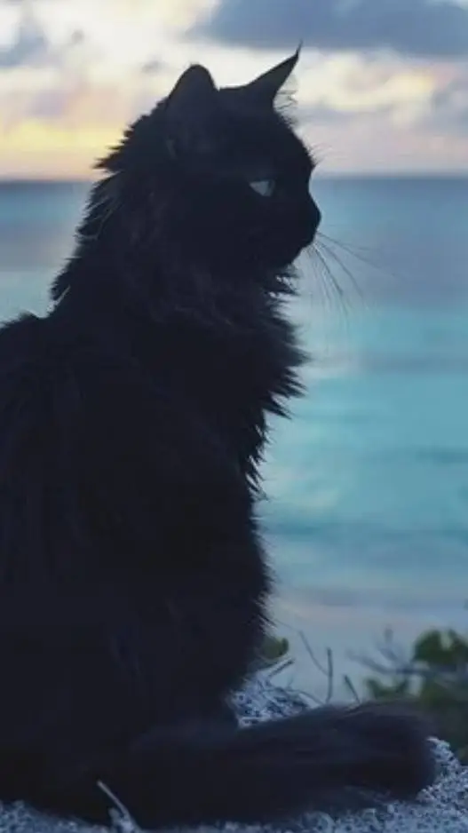 ai character: -Dawnclan-  background