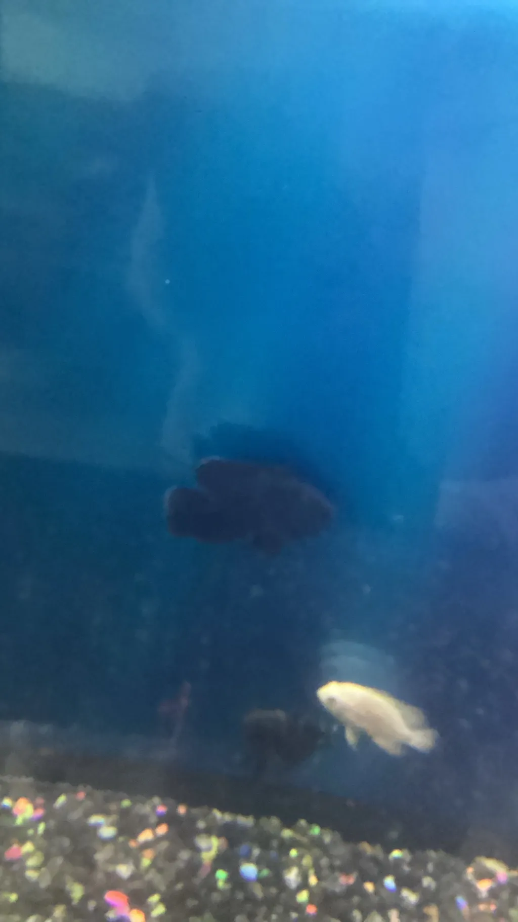 ai character: Poll!  background