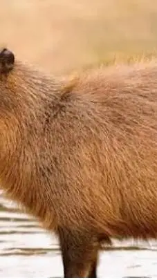 ai character: esto parece cómic background