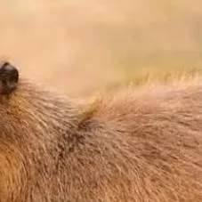 chat with ai character: esto parece cómic