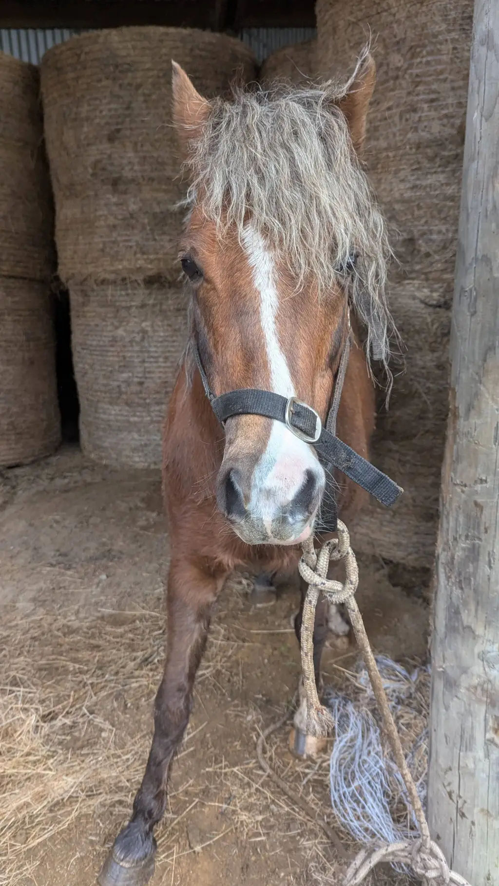 ai character: jedai background