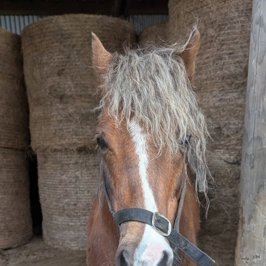 chat with ai character: jedai