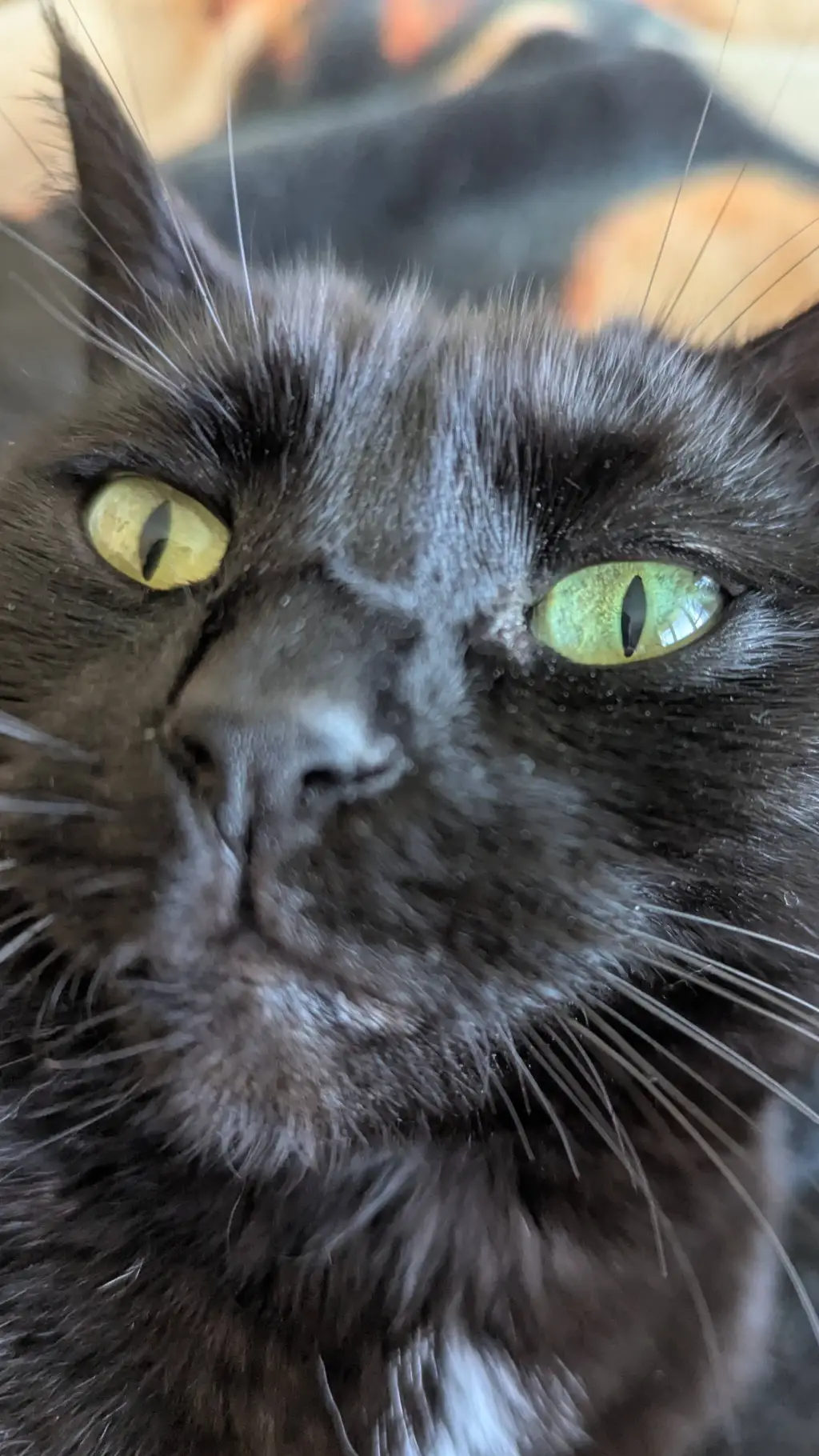 ai character: luna background