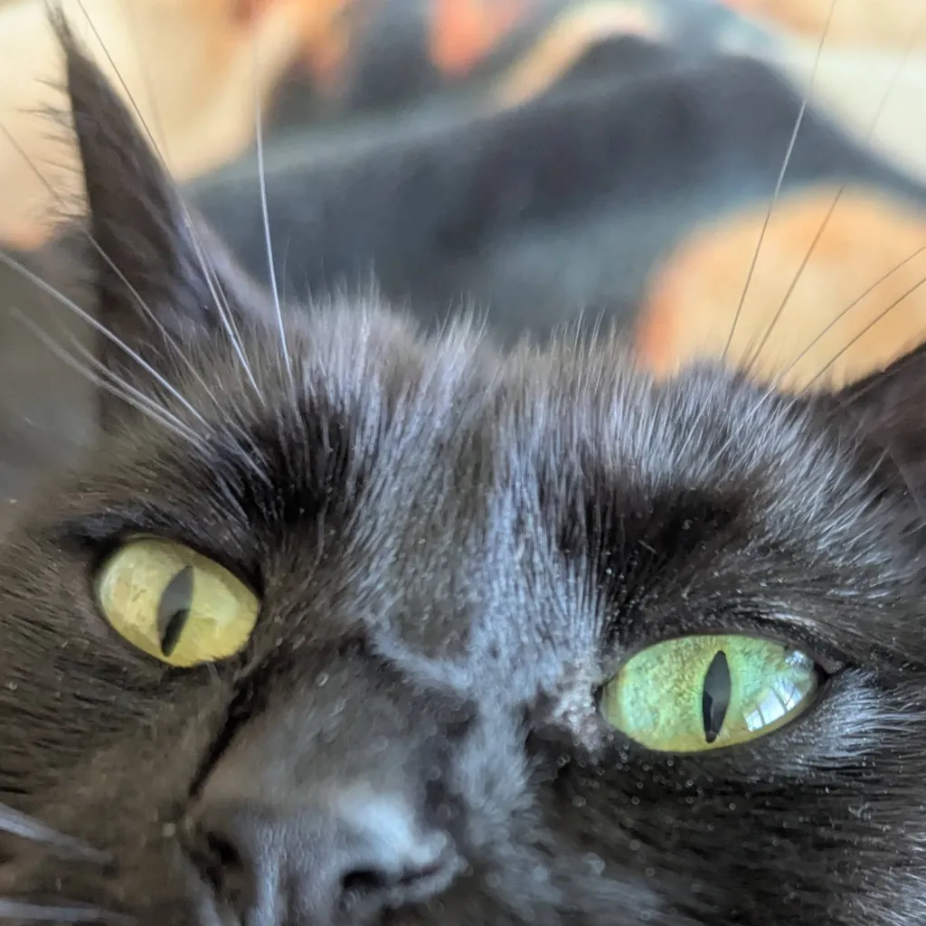 chat with ai character: luna