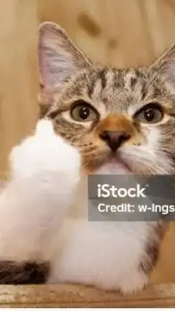 ai character: cat background