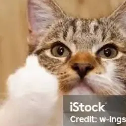 chat with ai character: cat