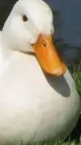 ai character: duck background