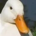 chat with ai character: duck