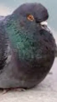 ai character: pigeon  background