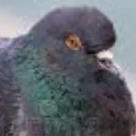 chat with ai character: pigeon 