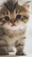 ai character: kitten background