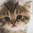 chat with ai character: kitten