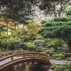 chat with ai character: sanke koi bridge