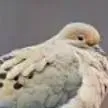 chat with ai character: Mourning Dove