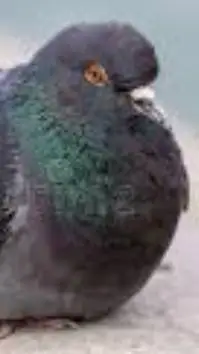 ai character: Pigeon pet background