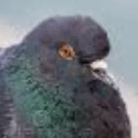 chat with ai character: Pigeon pet
