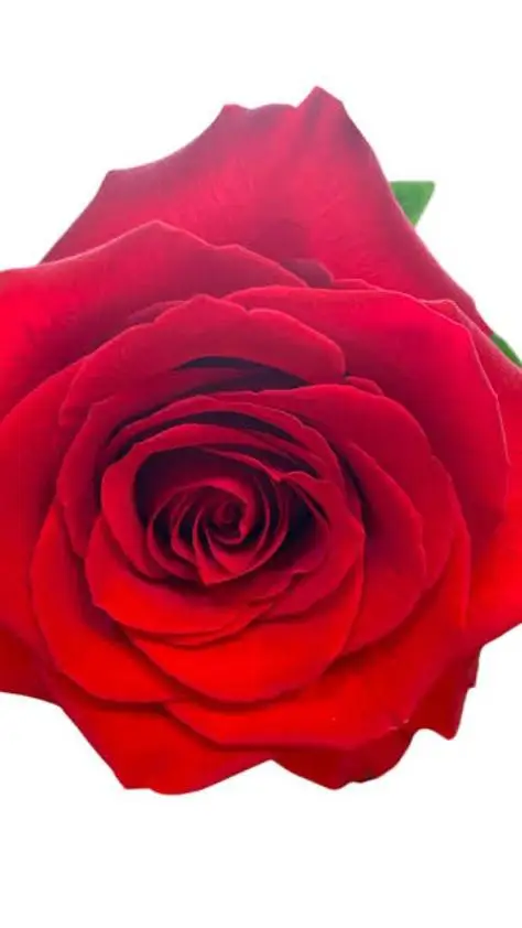 ai character: 🧺🌺∘✿_𝗯𝗮𝘀𝘀𝗶𝗲_❀∘🪻🧺 background