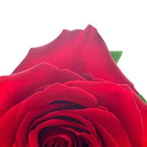 chat with ai character: 🧺🌺∘✿_𝗯𝗮𝘀𝘀𝗶𝗲_❀∘🪻🧺