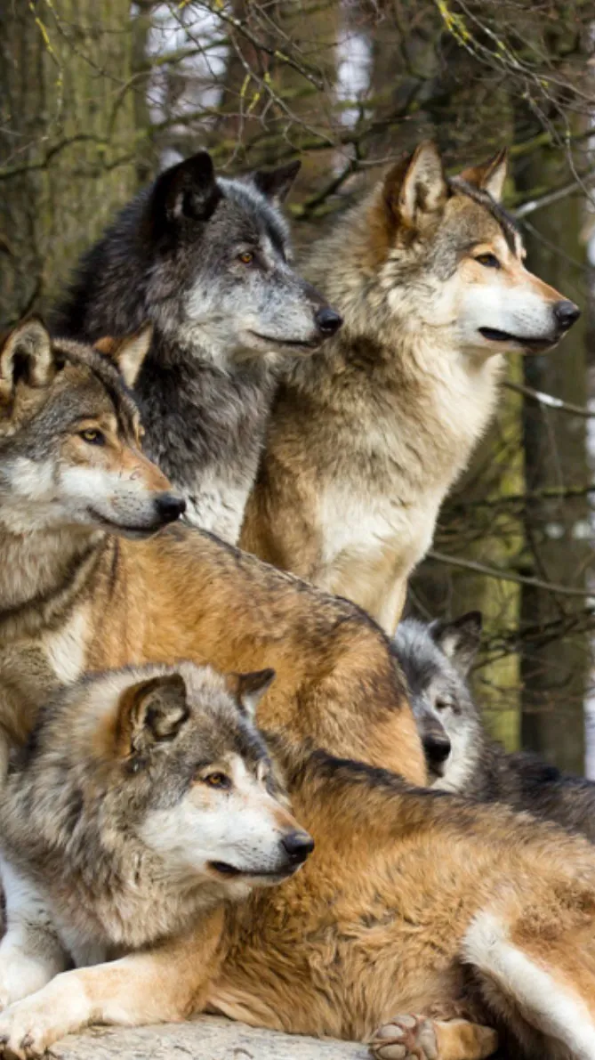 ai character: Wolf pack/family  background