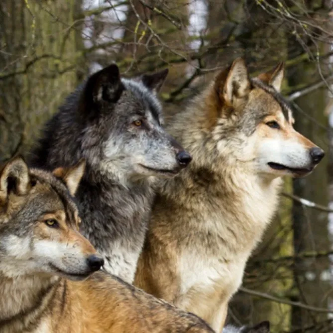 chat with ai character: Wolf pack/family 