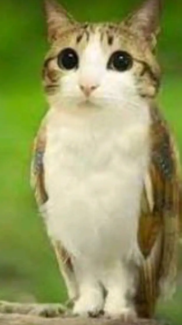 ai character: Meowl background