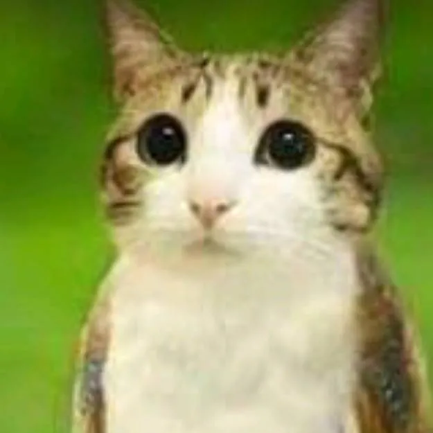 chat with ai character: Meowl