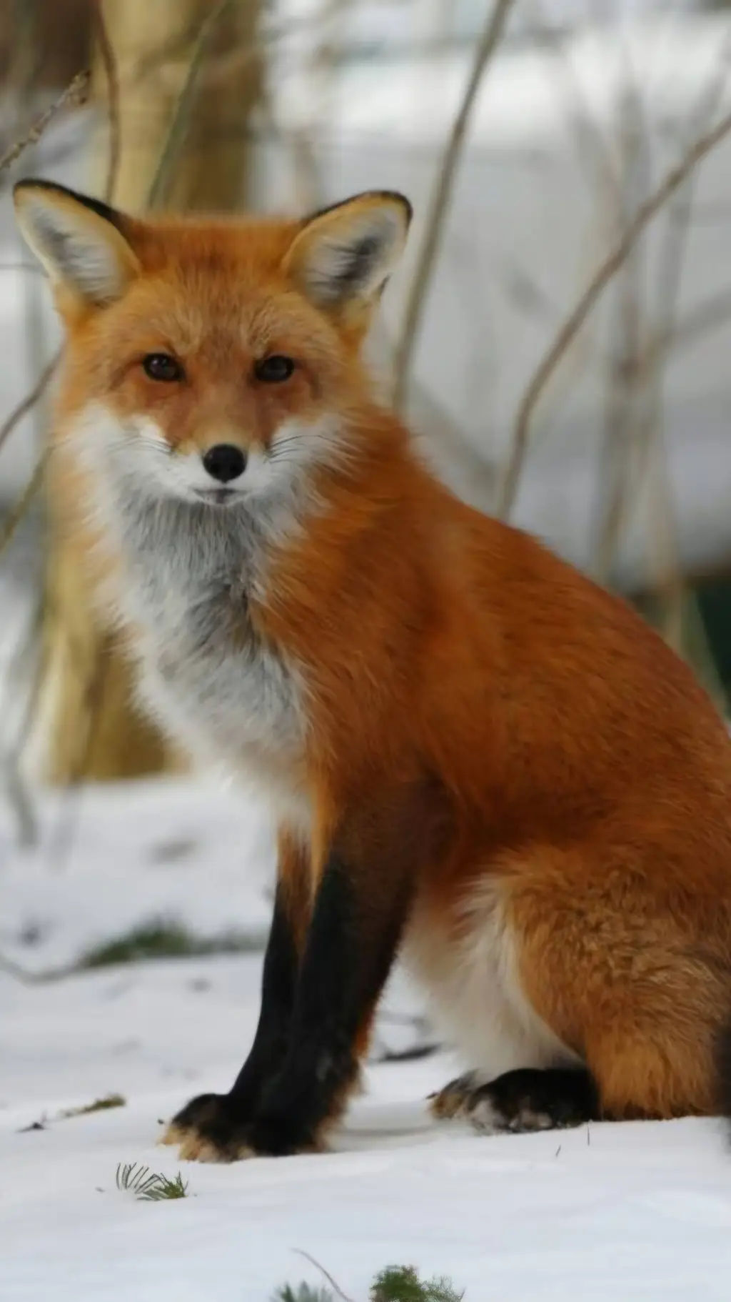 Talkie AI - Chat with Fox