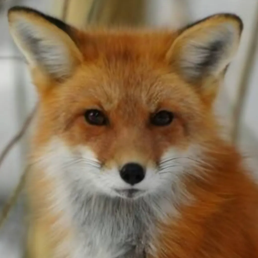 chat with ai character: Fox