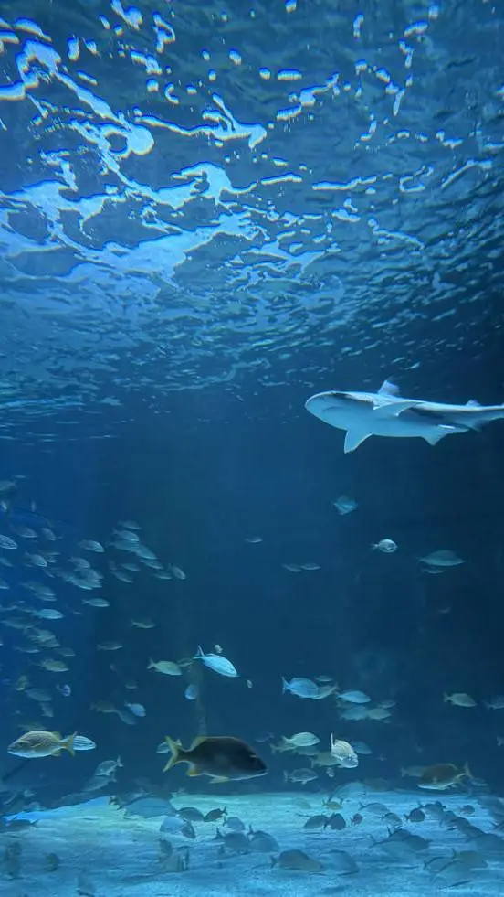 ai character: {the aquarium} background