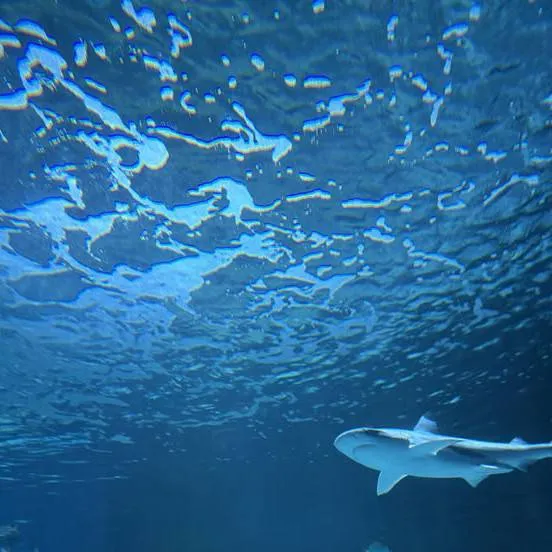 chat with ai character: {the aquarium}