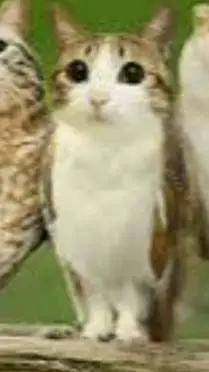 ai character: ★*DW meet meowl!! background