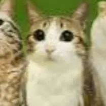 chat with ai character: ★*DW meet meowl!!