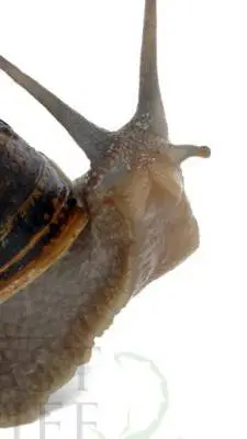 ai character: snaily background