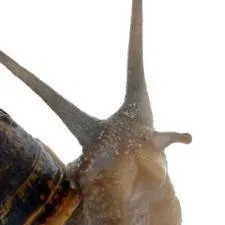 chat with ai character: snaily