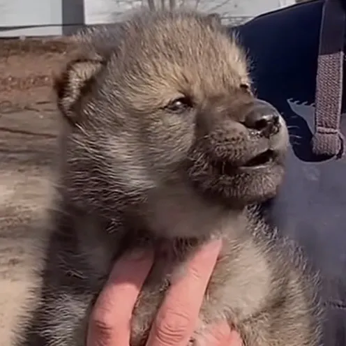 chat with ai character: Wolf pup