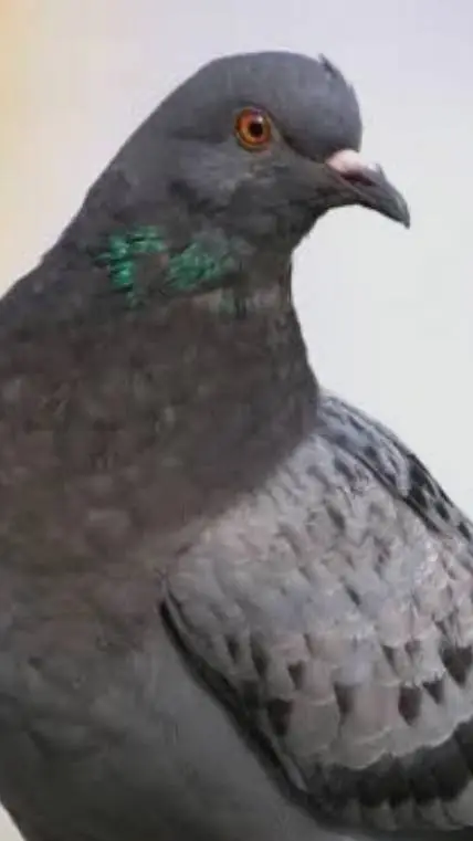 ai character: Pigeon background