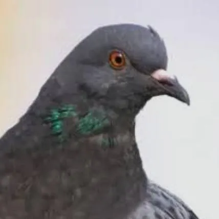 chat with ai character: Pigeon