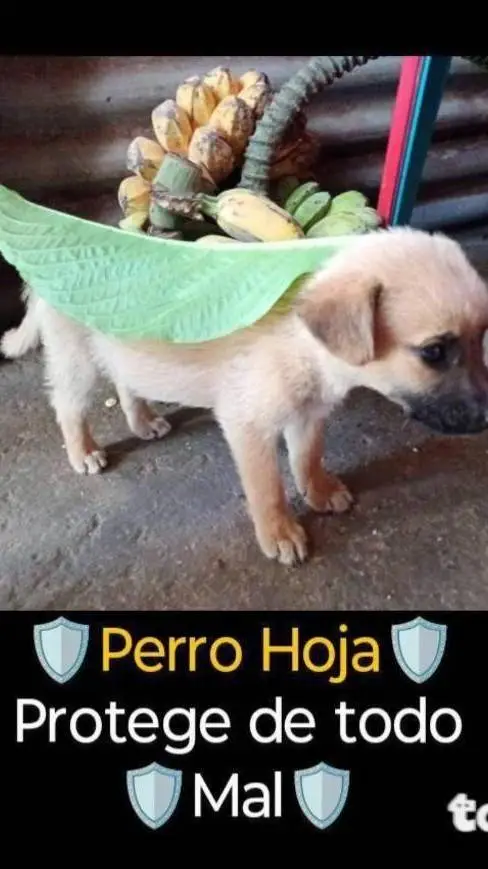ai character: Perro hoja🍃 background