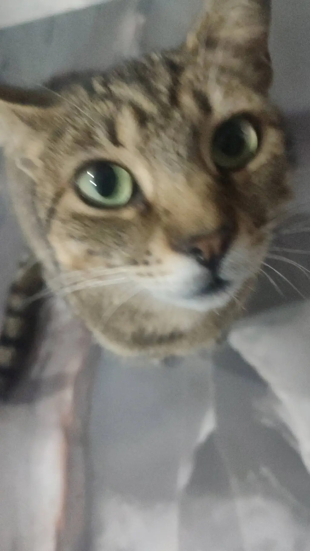 ai character: tu gato  background