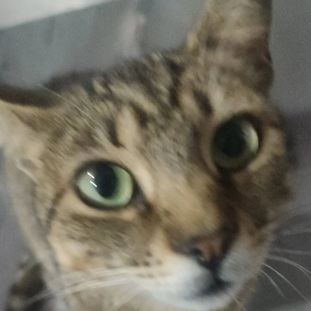 chat with ai character: tu gato 