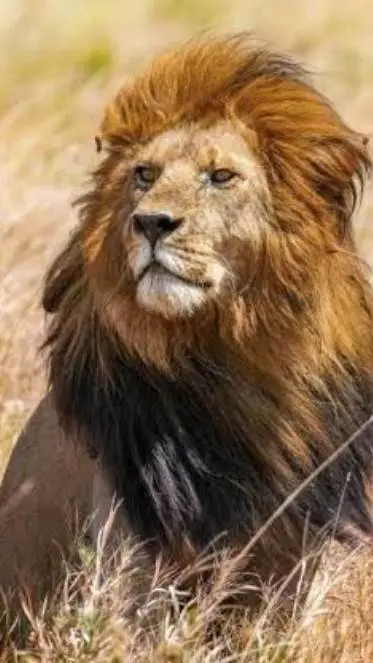 ai character: Mr. Lion background