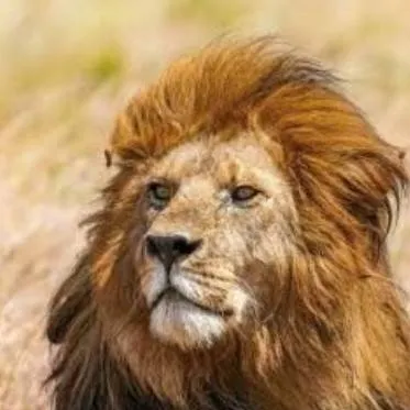 chat with ai character: Mr. Lion