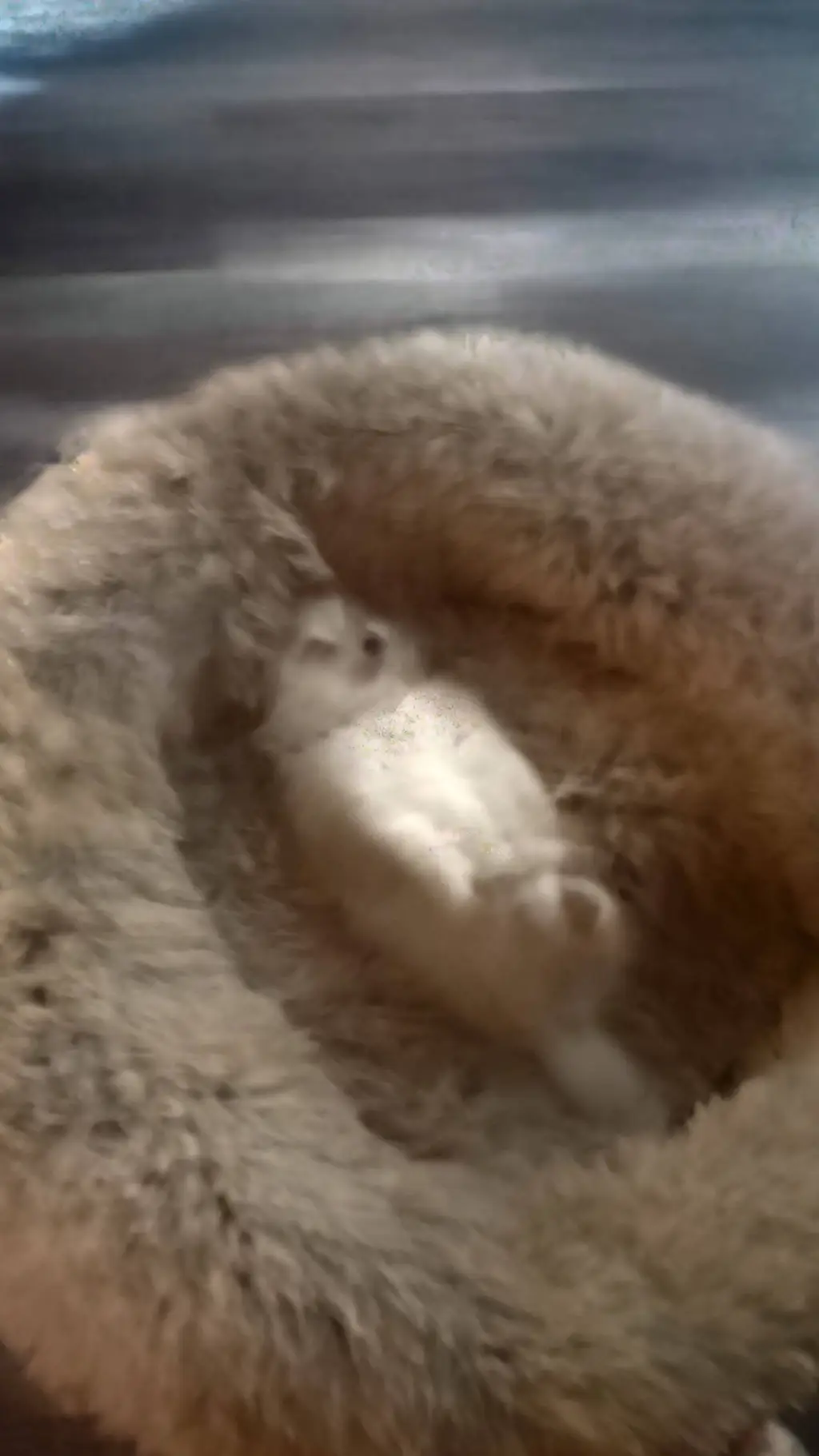 ai character: puppy  background