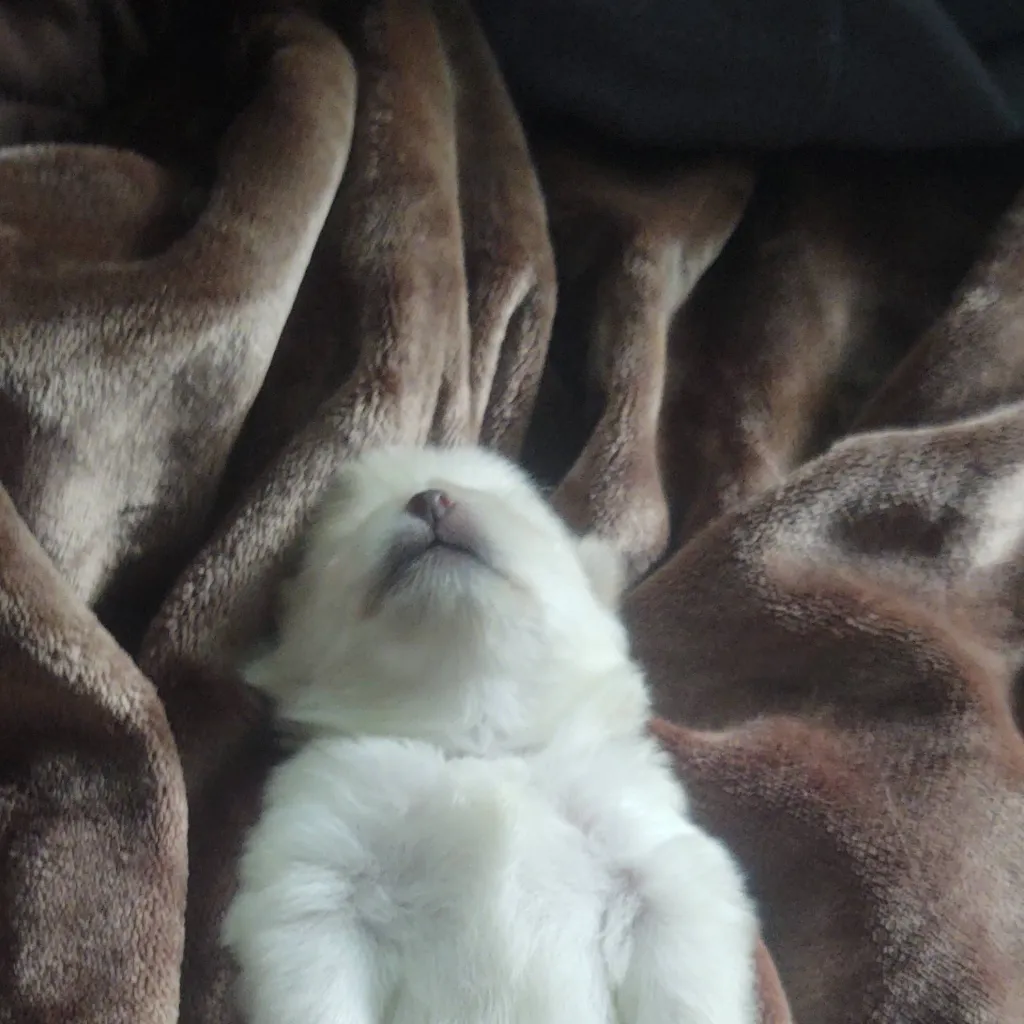 chat with ai character: pup 