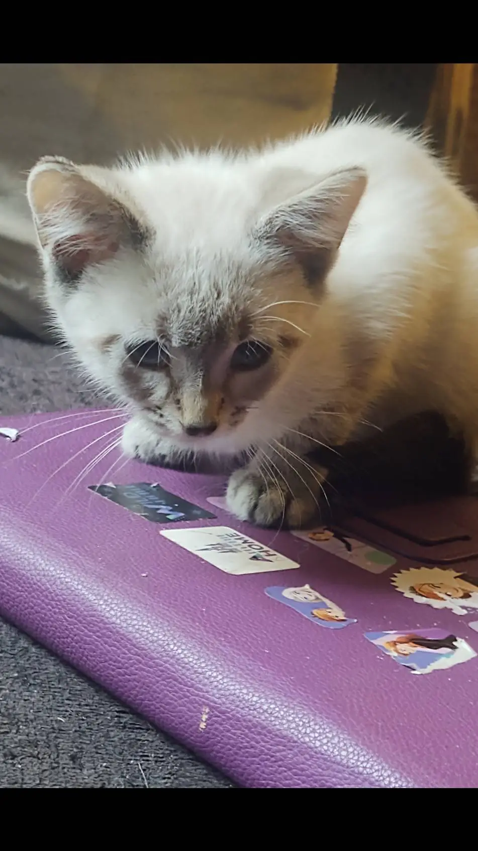 ai character: cat background