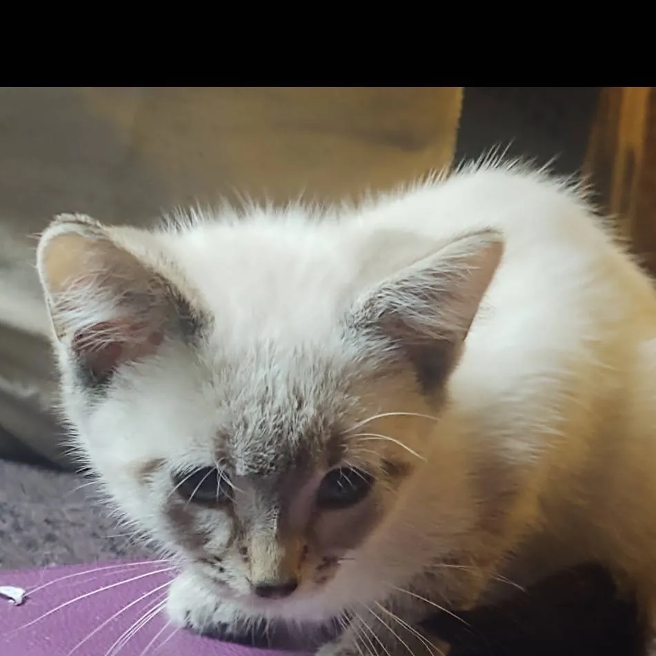 chat with ai character: cat